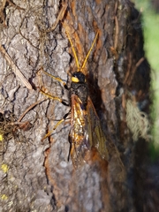 Urocerus flavicornis