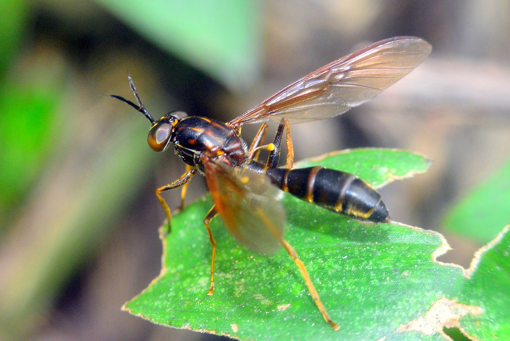 Acrochaeta pseudofasciata