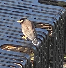 Acridotheres tristis