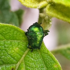 Eurhinus