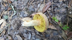 Xerocomus illudens