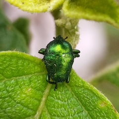 Eurhinus