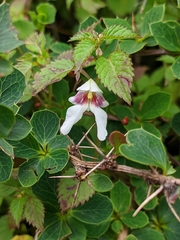 Impatiens serrata