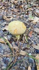 Xerocomus illudens