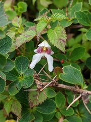 Impatiens serrata