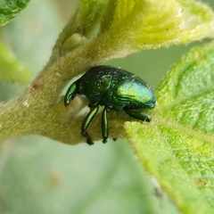 Eurhinus