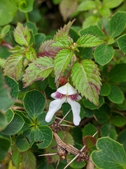 Impatiens serrata