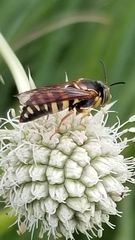 Bicyrtes insidiatrix