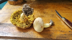 Xerocomus illudens