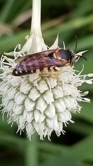 Bicyrtes insidiatrix