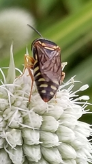 Bicyrtes insidiatrix