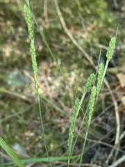 Carex virescens
