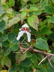 Impatiens serrata