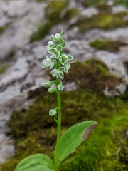 Herminium albomarginatum