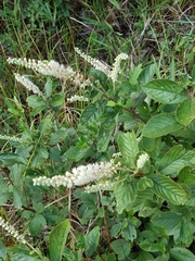 Clethra tomentosa