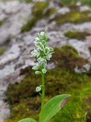Herminium albomarginatum