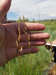 Festuca hallii