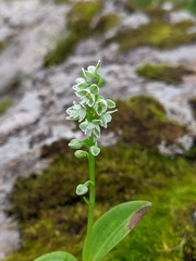 Herminium albomarginatum