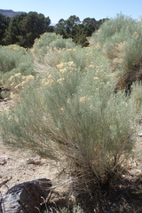 Ericameria nauseosa hololeuca