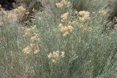 Ericameria nauseosa hololeuca