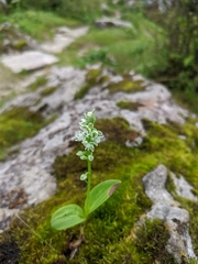 Herminium albomarginatum