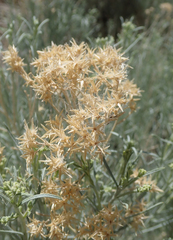 Ericameria nauseosa hololeuca