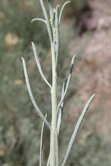 Ericameria nauseosa hololeuca
