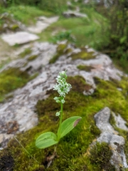 Herminium albomarginatum