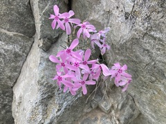 Phlox colubrina