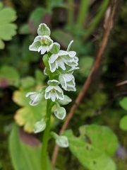 Herminium albomarginatum