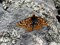 Euphydryas anicia capella