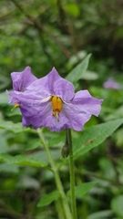 Solanum demissum