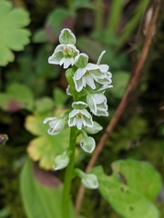 Herminium albomarginatum