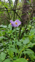 Solanum demissum