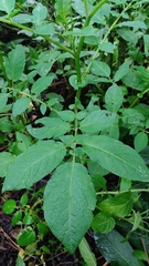 Solanum demissum