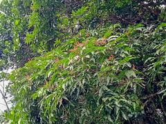 Elattostachys apetala