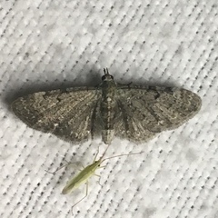 Eupithecia annulata