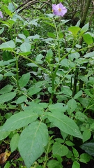 Solanum demissum