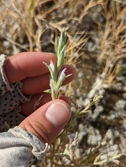 Chloropyron tecopense