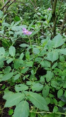 Solanum demissum
