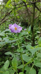 Solanum demissum