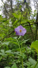 Solanum demissum