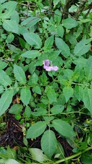 Solanum demissum