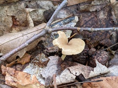 Clitocybe eccentrica