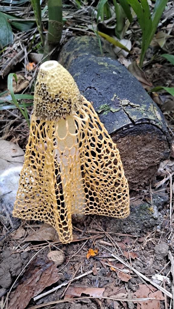 Phallus luteus