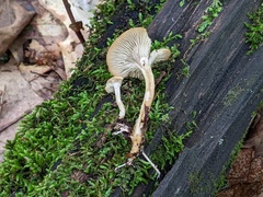 Clitocybe eccentrica