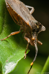 Sethenira
