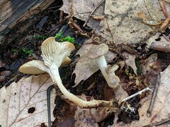 Clitocybe eccentrica