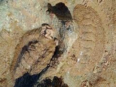 Chitonina