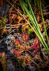 Drosera rotundifolia